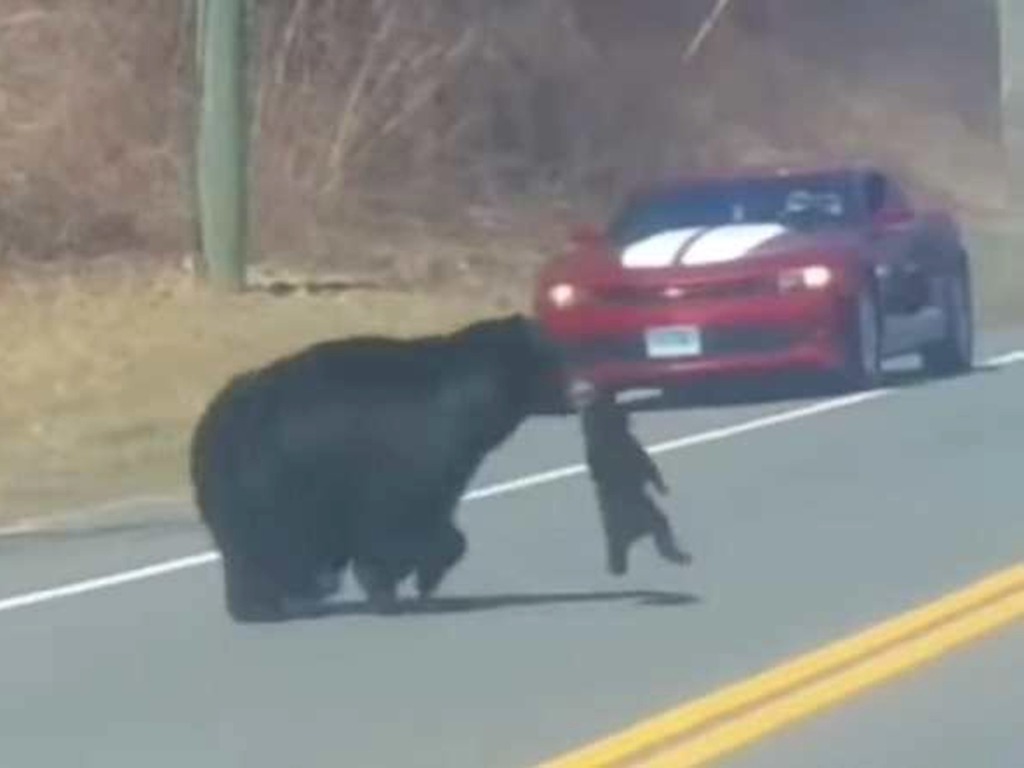 4 隻頑皮小熊過馬路  熊媽媽不停來回「心很累」