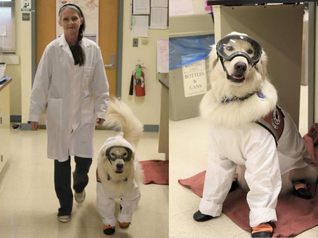 世上首隻實驗室金毛工作犬助主人攻讀博士  穿實驗室工作服超專業