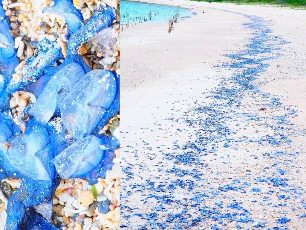 沖繩白沙灘被「染藍」場景夢幻！美麗背後原來有毒？