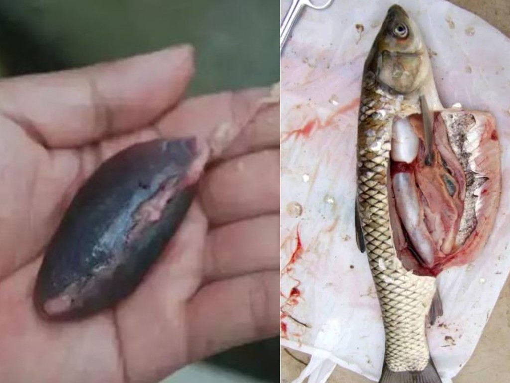 【食物安全】50 歲男信魚膽有明目作用  活吞鯇魚膽致肝腎嚴重受損