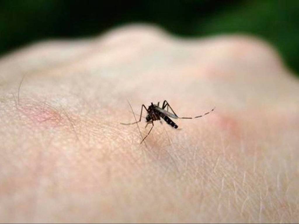 日本研新對策防蚊  搽油讓蚊子滑倒無法停留吸血