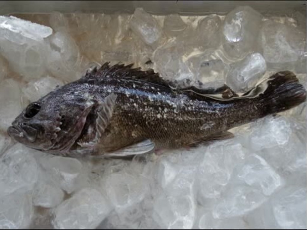 福島捕獲放射物超標魚  日本禁止黑鮋上市售賣