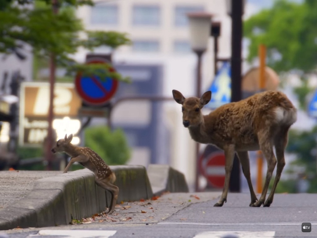 Apple TV＋ 紀錄片《這年地球大不同》上架 疫情下無遊客奈良鹿如何自處？