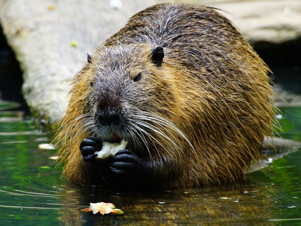 加拿大小鎮斷網 36 小時  原因是河狸咬斷光纖電纜