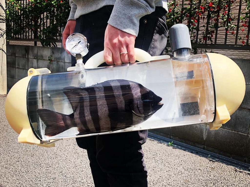 帶寵物魚出街？日本人研發「活魚袋」保持新鮮度
