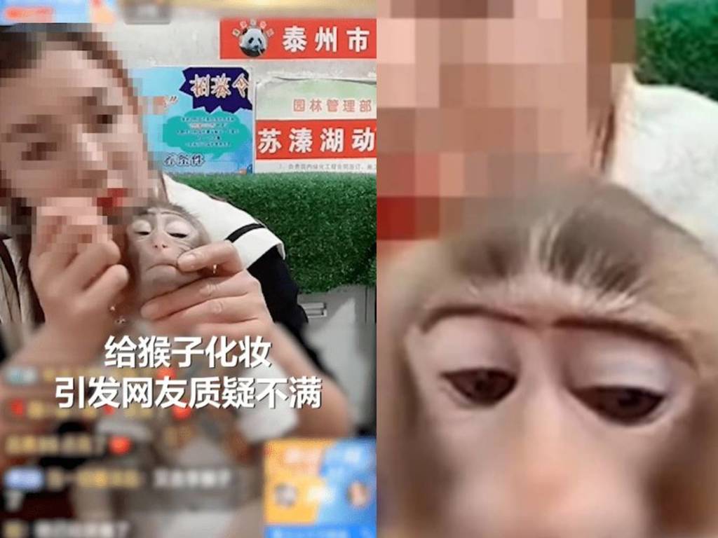 【虐待動物】內地動物園直播為猴子化妝！望推銷彩妝品遭炮轟