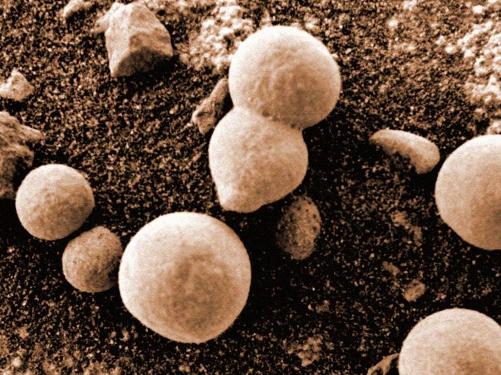 NASA 火星捕獲真菌？國際研究團隊發現更高級生命蹤跡