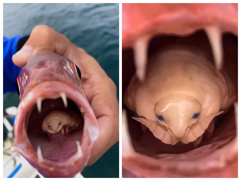 釣魚驚見魚嘴有「異形」 學生發現新品種食舌蝨
