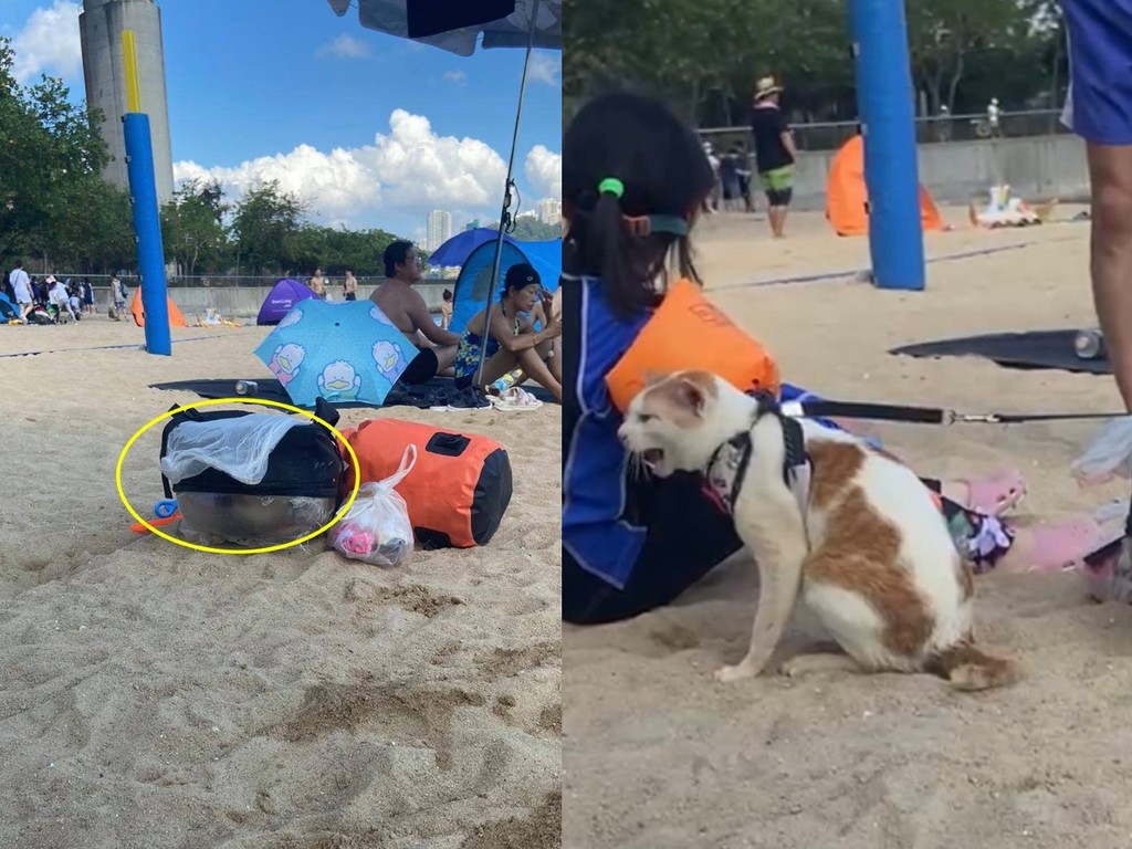 34 度高溫帶貓貓去沙灘  主人落水將貓放入袋「焗桑拿」？