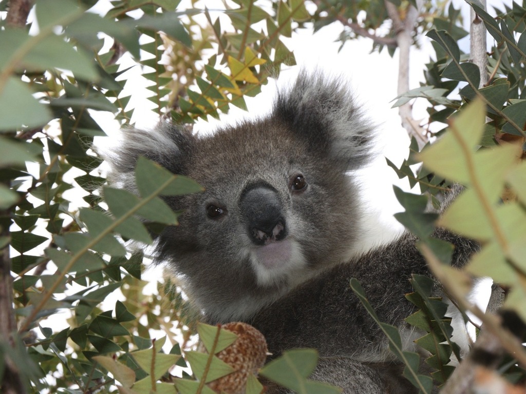 外貌隻隻一模一樣？澳洲研發樹熊臉辨識技術