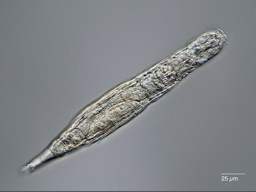 科學家成功將冰封 2.4 萬年「蛭形輪蟲」復活