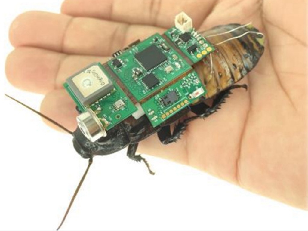 新加坡大學研發半機械蟑螂 未來可用於搜救