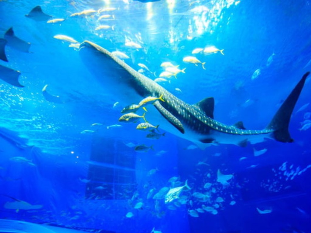 日本沖繩美麗海水族館  最大母鯨鯊離世