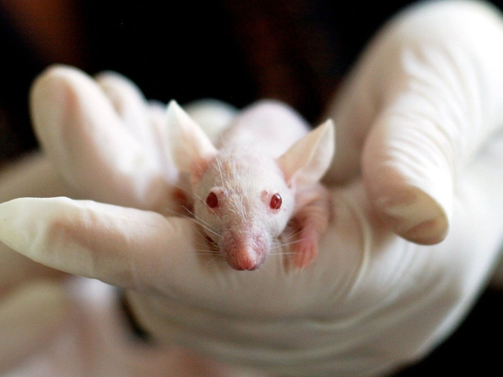 【超級爭議】中國科學家成功讓雄性老鼠懷孕產子 引發倫理爭議  論文最終下架