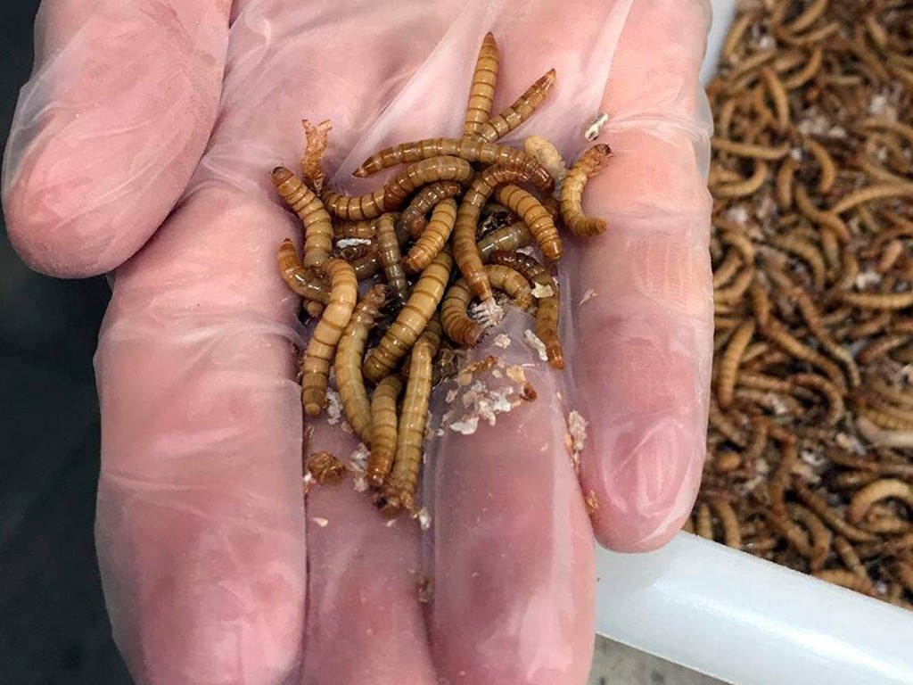 吃蟲救地球？《鐵甲奇俠》羅拔唐尼力推麵包蟲