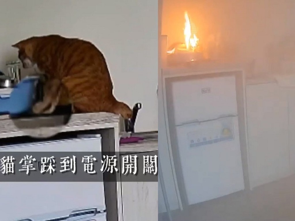電陶爐引致家中火災！起火原因同家貓有關？
