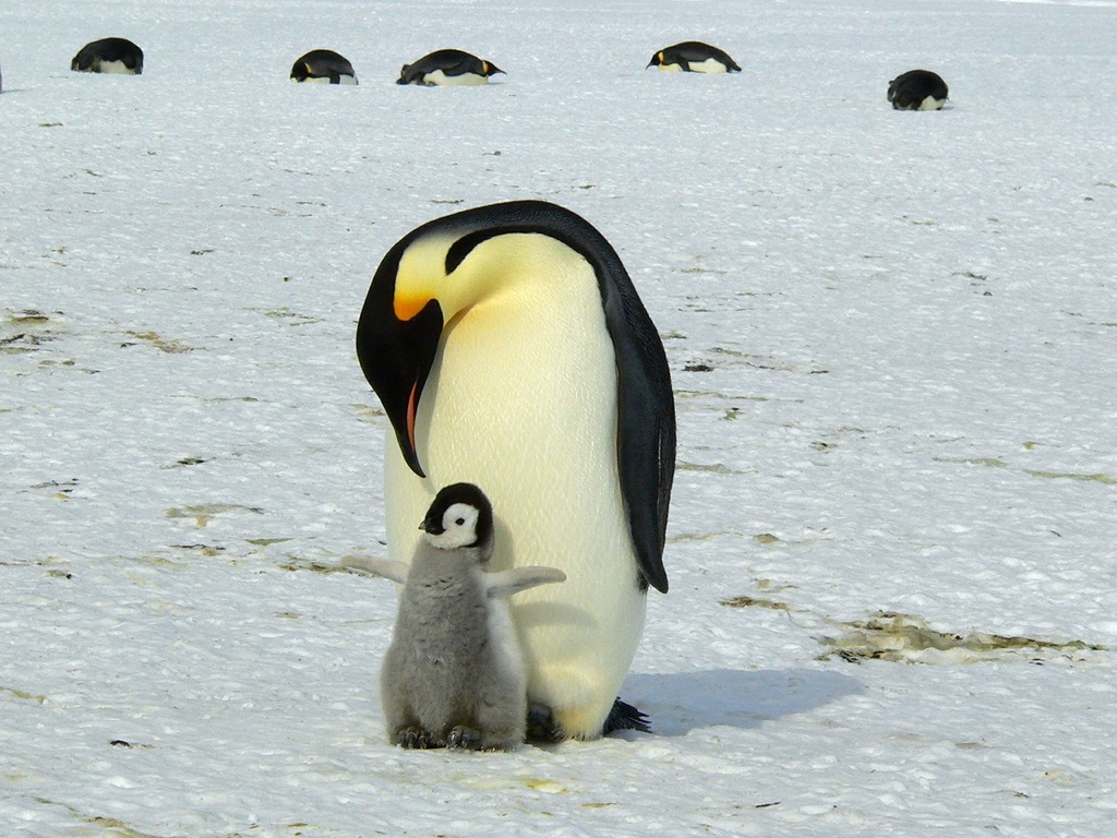 研究指碳排放持續上升  2100 年南極皇帝企鵝恐滅絕