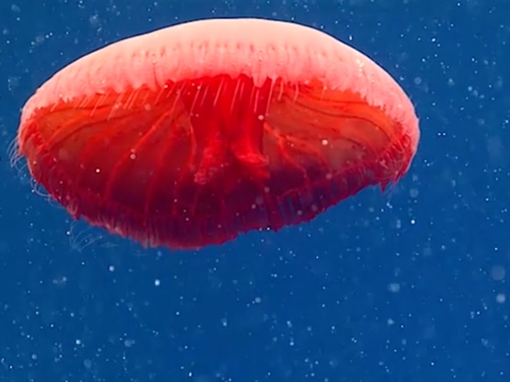 探險隊發現新品種紅水母  置身 700 米海底深處