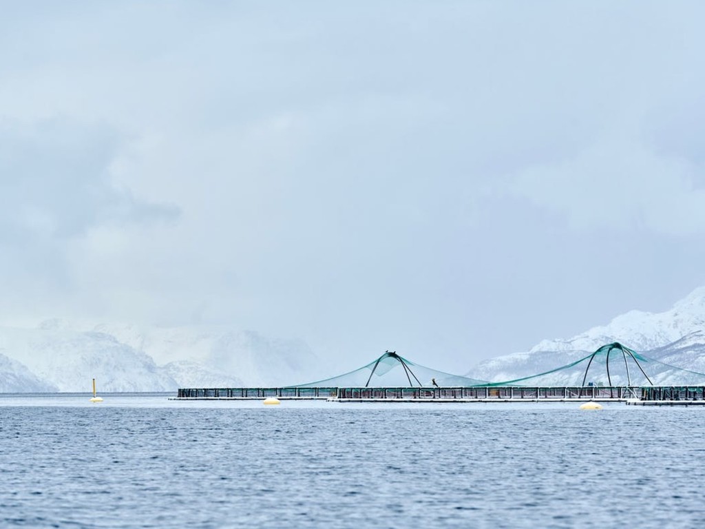 挪威三文魚工廠洩漏氯氣  近 10 萬條三文魚死亡