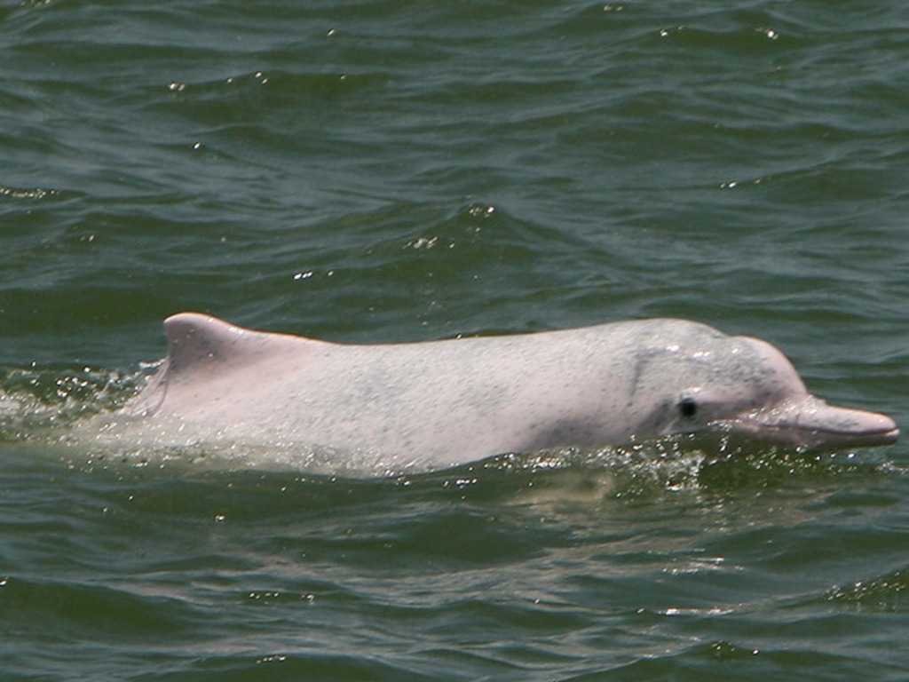 漁護署報告指中華白海豚數量 17 年間少 8 成!  4 成半幼豚未能存活至兩歲