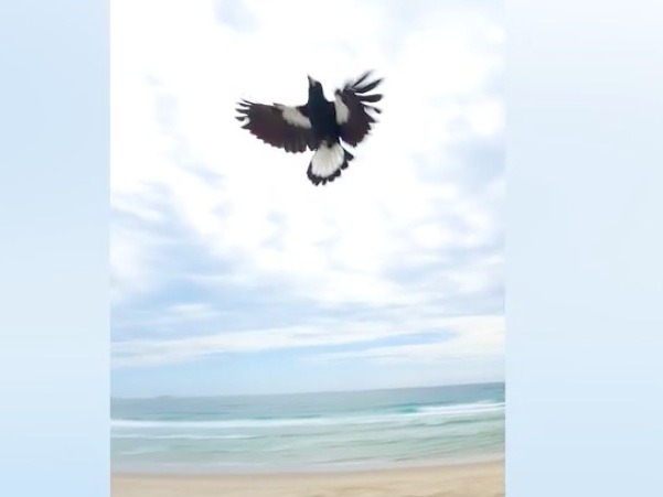 【連環圖】現實世界中的「憤怒鳥」！喜鵲海灘強攻擊落無人機