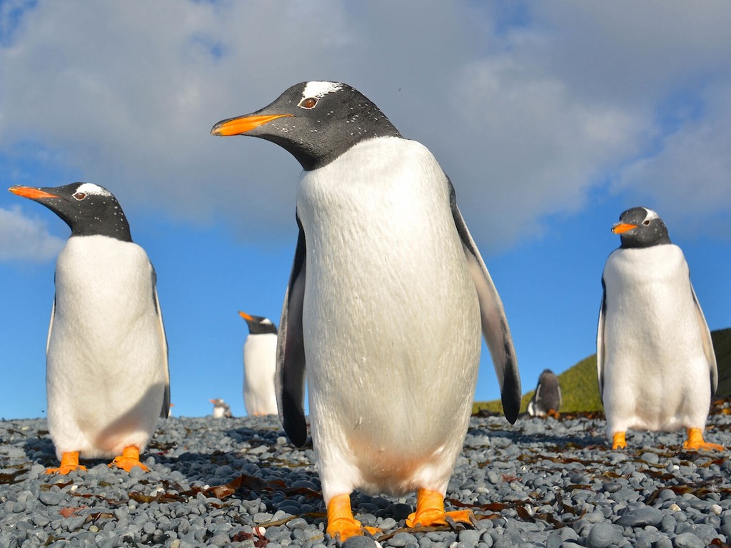 企鵝可能是外星生物？科學家發現糞含金星化學物質