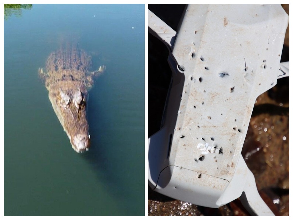 無人機拍攝紀錄片 鱷魚躍出水面一口「獵殺」