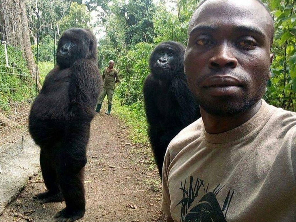 剛果最會自拍網紅猩猩病逝  躺在保育員懷中離去