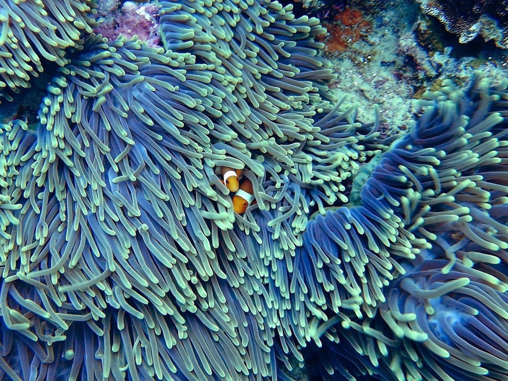 【生態大災難】全球暖化 14% 珊瑚死亡!  面積相當於逾 10 個香港