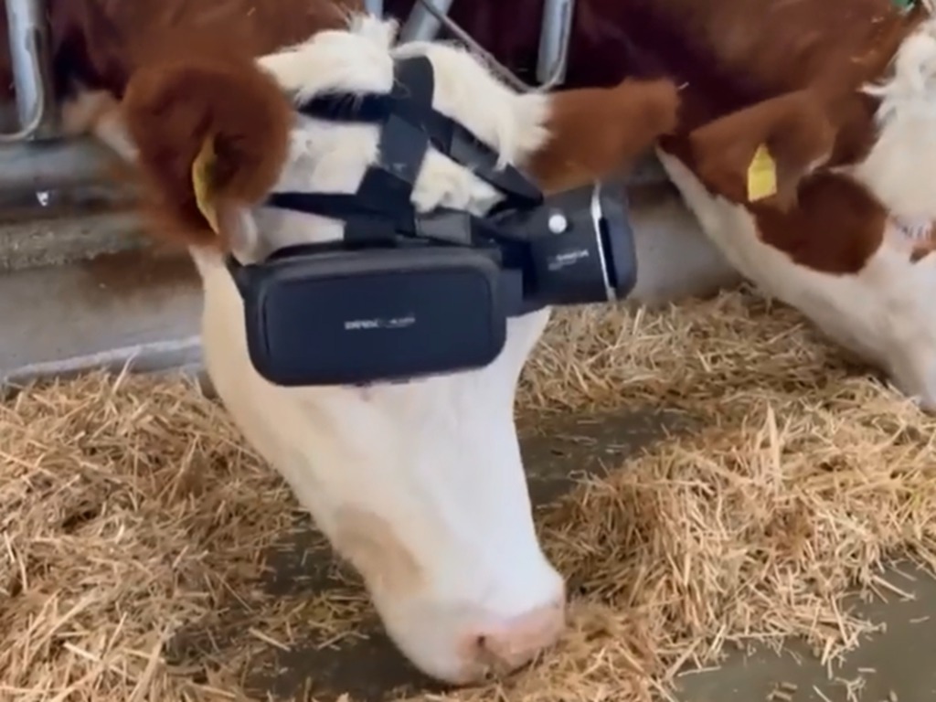 土耳其乳牛戴 VR 眼鏡 虛擬夏天提升牛奶產量