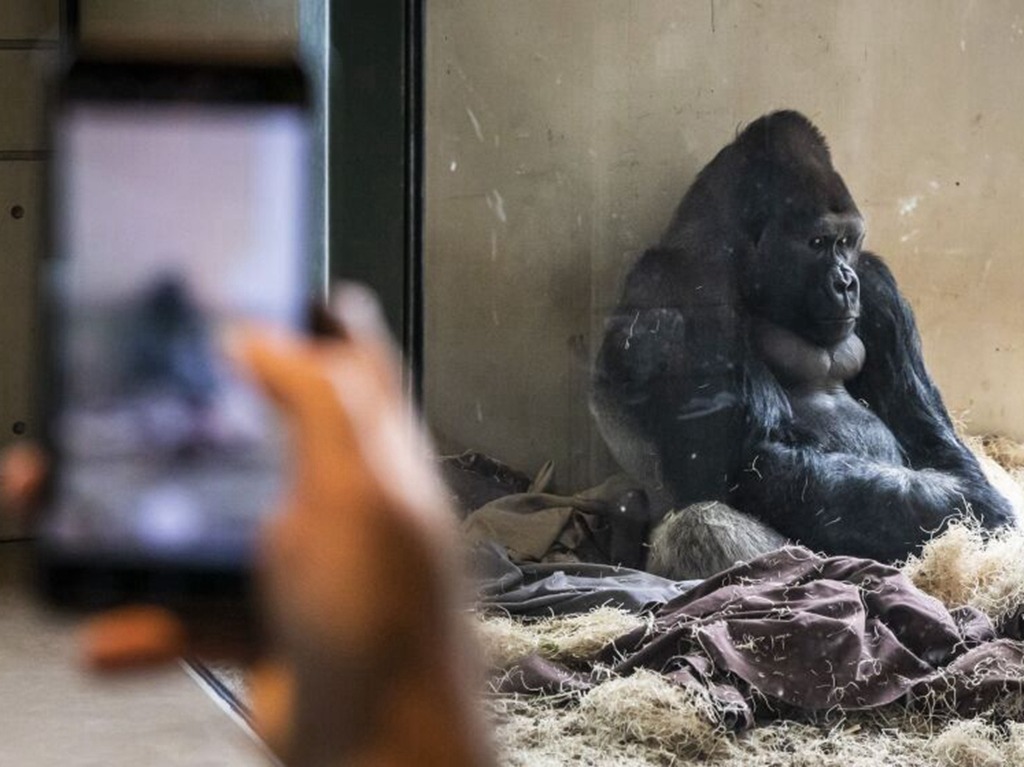 遊客拍照太多 動物園大猩猩「手機成癮」