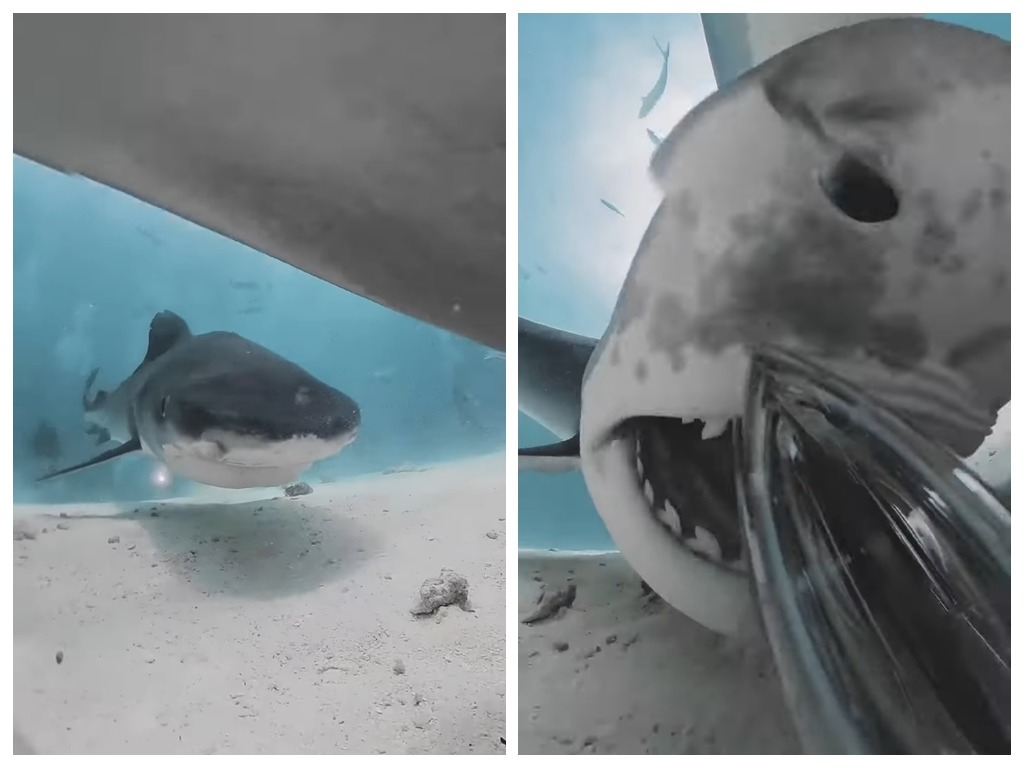 虎鯊誤吞 360 度相機 口腔奇妙結構曝光