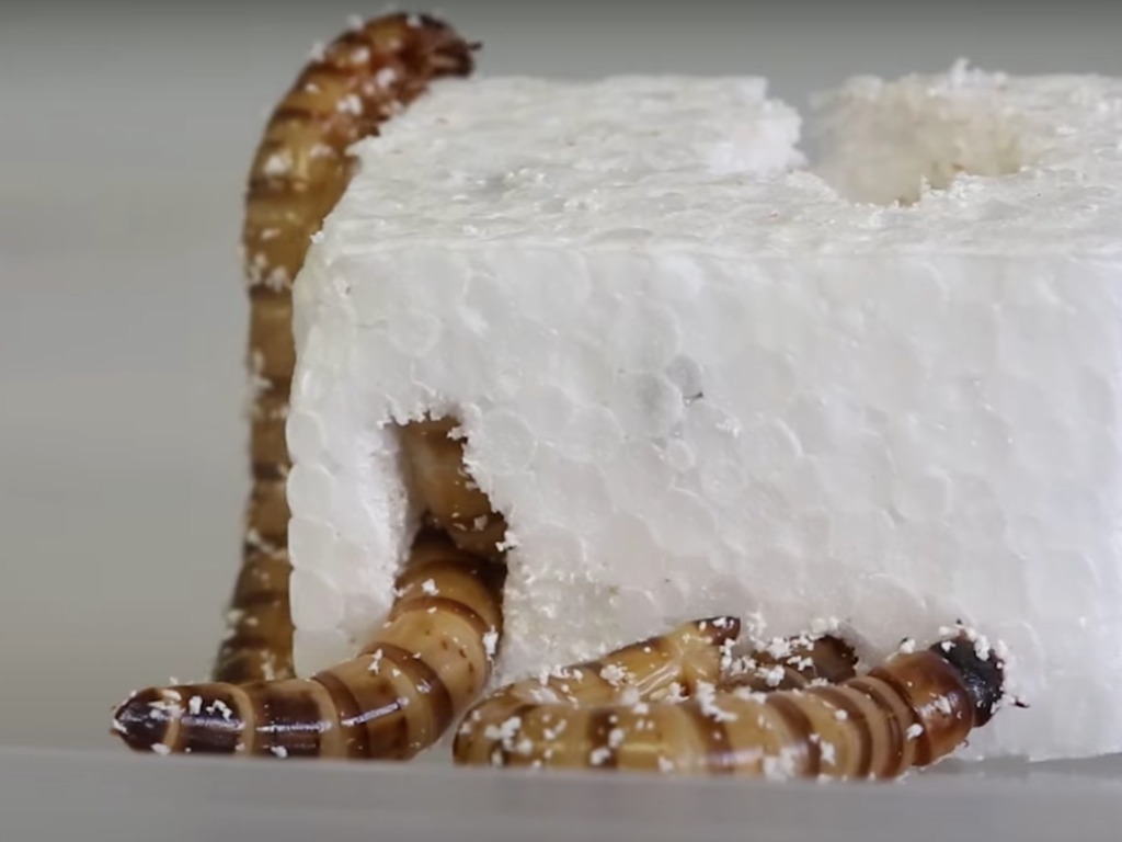 甲蟲幼蟲做發泡膠終結者 澳洲科學家新發現