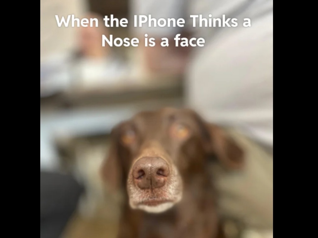 用 iPhone 人像模式替狗狗拍照竟「錯 Fo」至狗鼻 網友提供解決方法