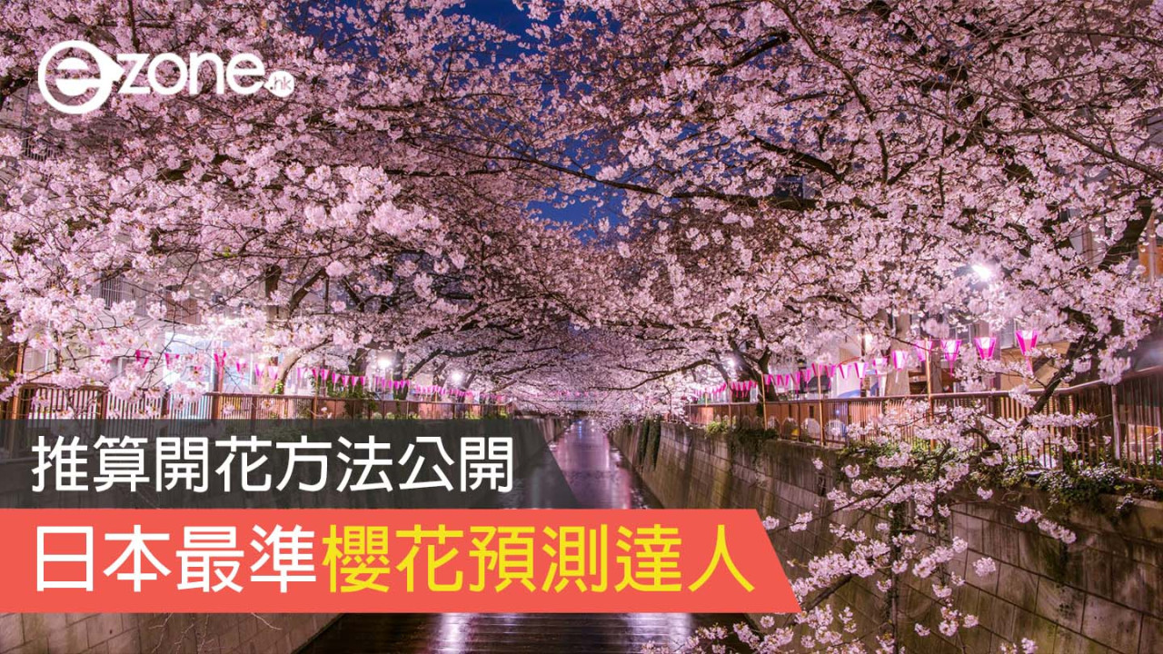 日本最準櫻花預測達人 公開推算開花方法