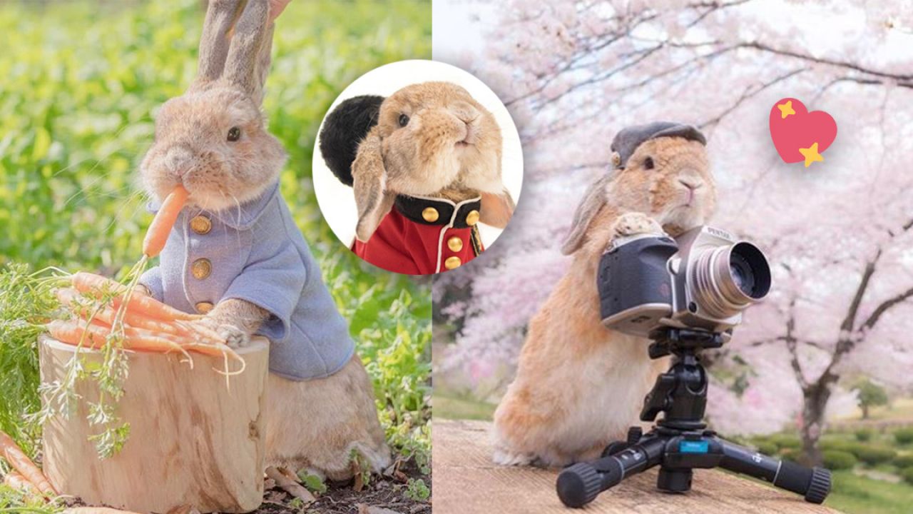 真實版比得兔！？還以為是電影宣傳照！ 日本網紅兔仔扮鬼扮馬超上鏡