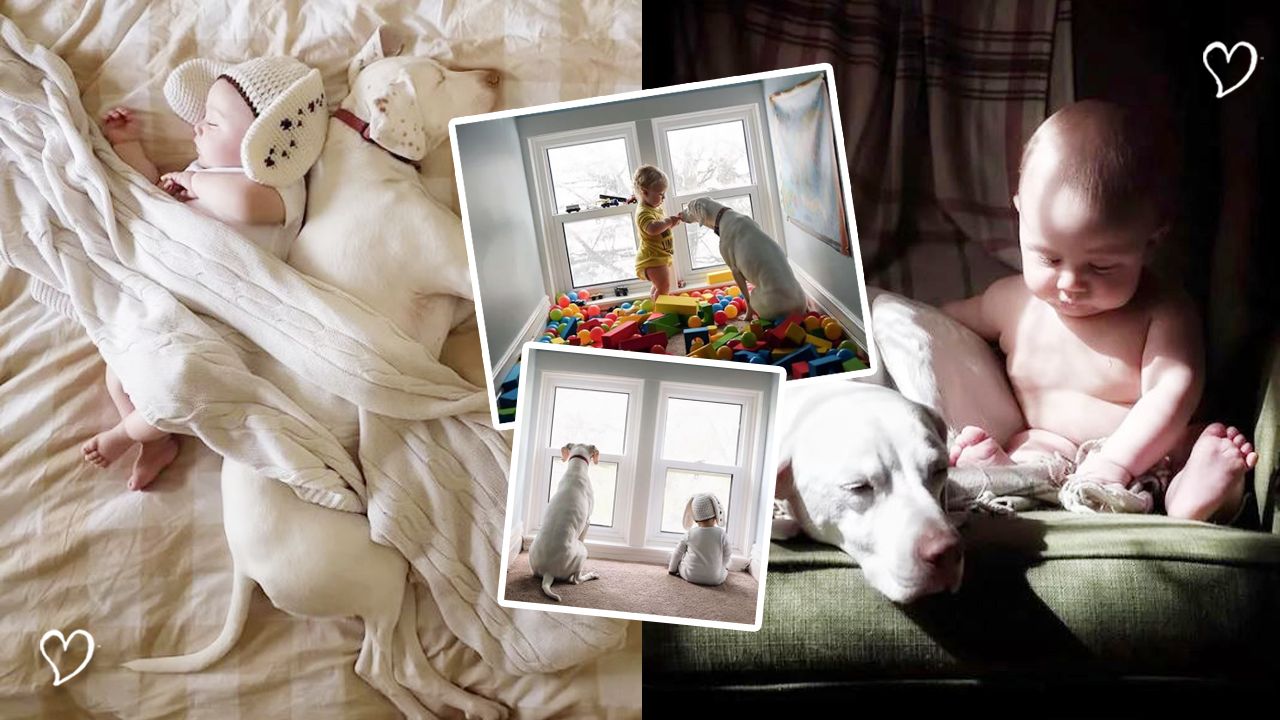 【感人故事】15張充滿愛的合照！可愛小寶寶為被虐待狗狗的世界添溫暖！