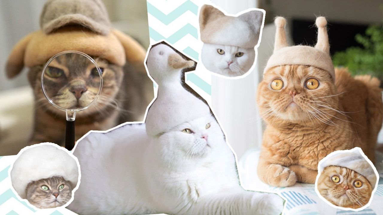 日本攝影師夫婦製可愛「貓毛帽」 3主子超可愛造型吸11萬粉絲！爆紅出寫真、貼圖！