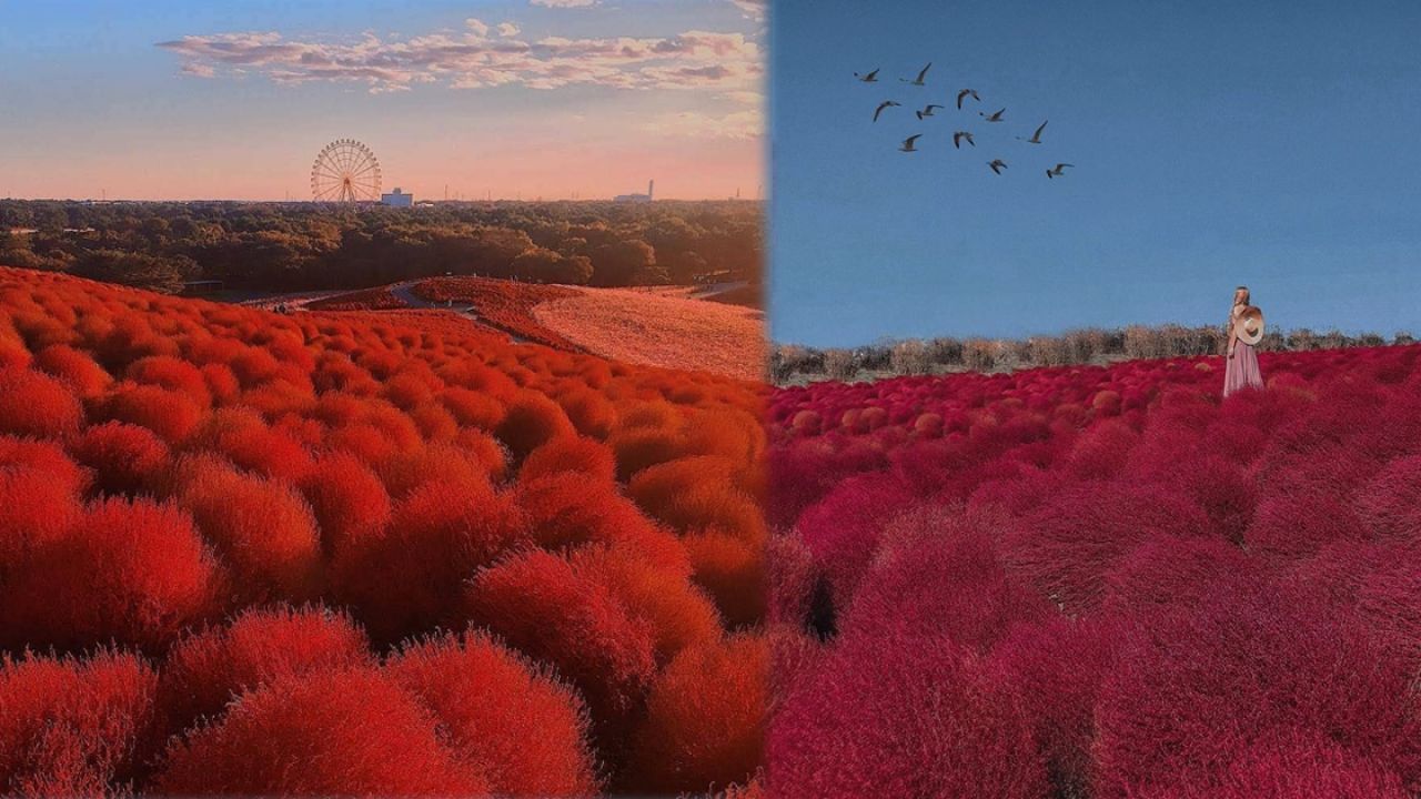 【打卡熱點】日本初秋限定「火紅之海」！超過3萬株掃帚草開遍山頭！與情人拍下秋季限定美照！