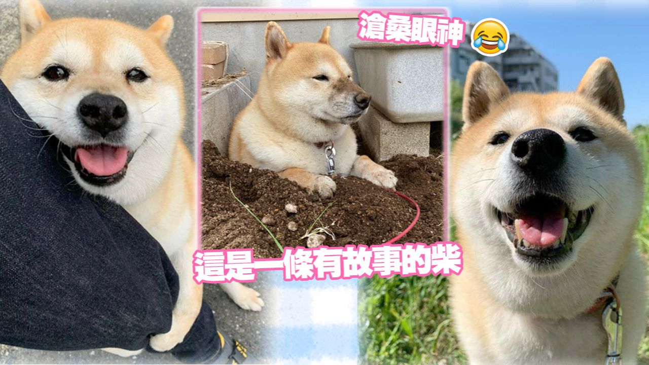 日本搞笑柴柴把自己埋了！背後原因讓主人哭笑不得！網：誤會了自己是蘿蔔？
