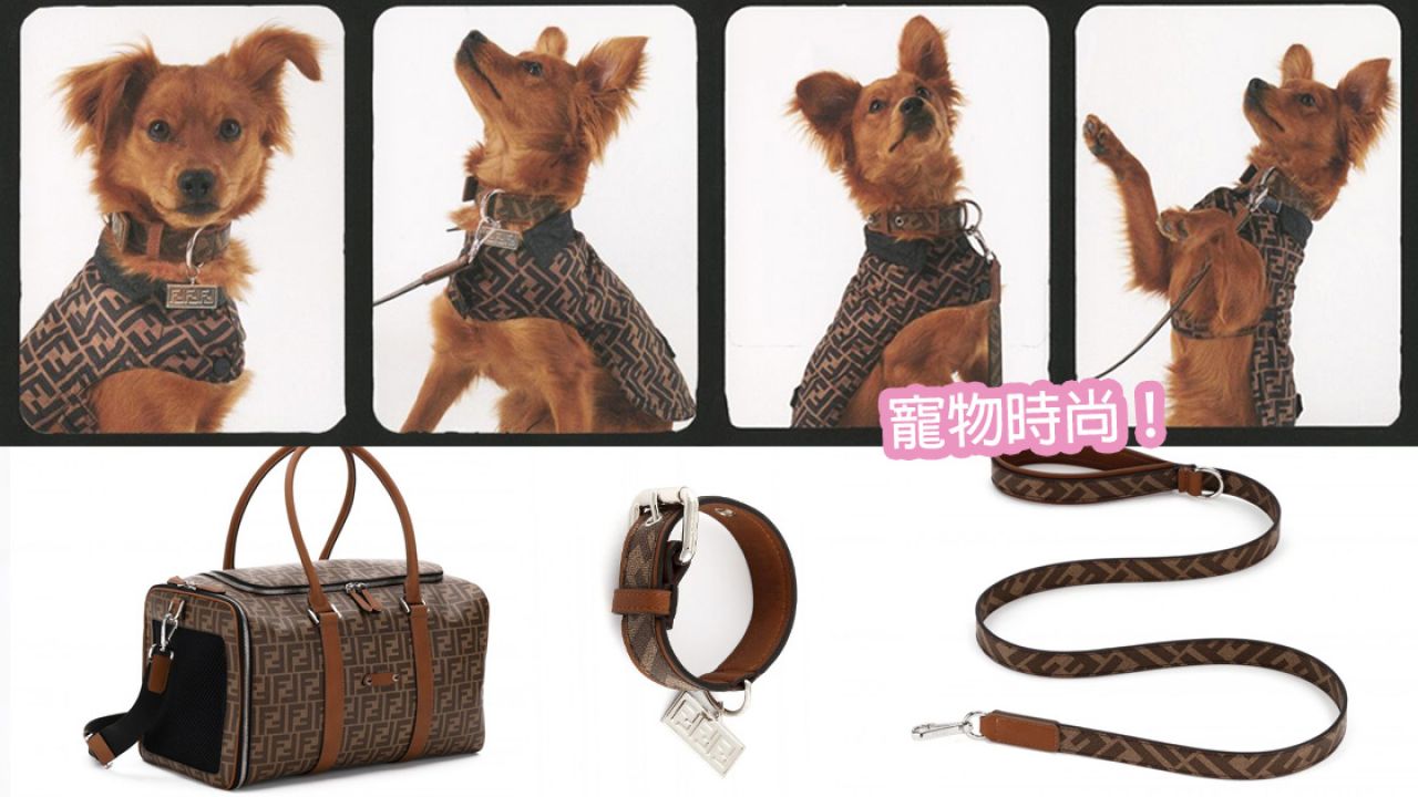 FENDI 推出專屬寵物外出旅行系列！型格棕色 FF標誌！手提袋/頸圈/防水外套！