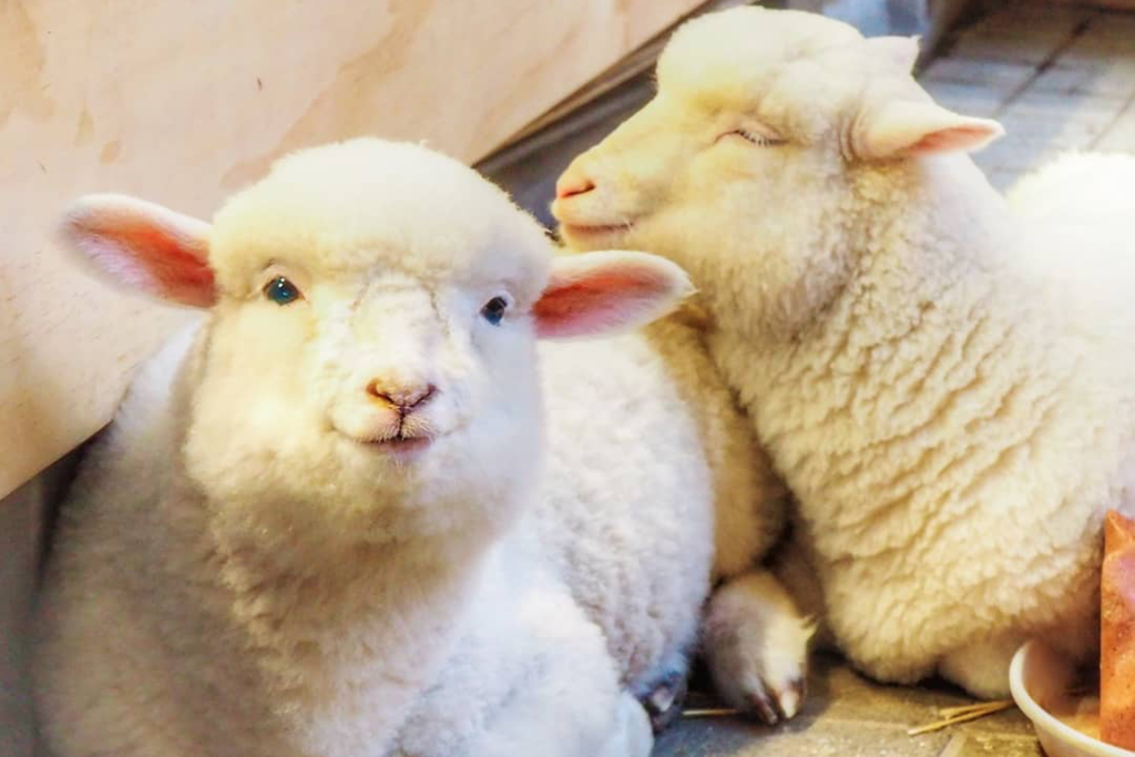 【首爾Cafe 2021】韓國首爾兩層高農場主題綿羊Cafe　可愛羊咩咩向你撒嬌賣萌～