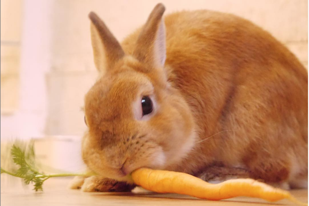 【東京 兔仔Cafe】日本東京人氣兔仔Cafe　一人一隻指定兔仔任摸任餵！