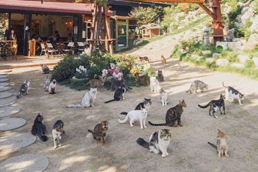 【韓國貓Cafe】首爾野外貓貓Cafe「貓貓庭院」　101隻不同品種貓貓陪你玩