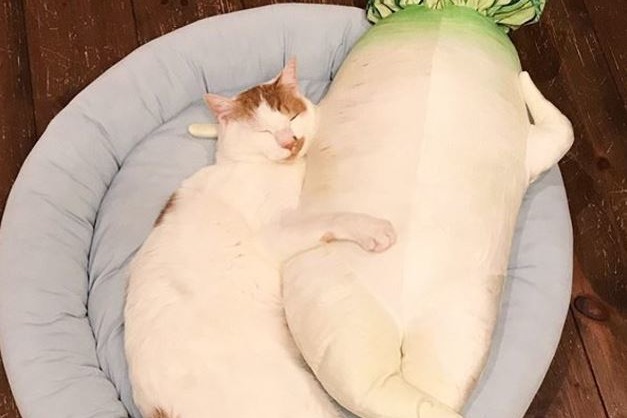 【貓玩具】日本貓貓最愛食物造型攬枕　幫蘿蔔按摩／抱著麵包睡
