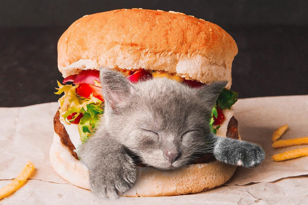 【貓貓 可愛】貓奴Photoshop大師神級P圖　可愛貓貓喵星人扮成各款美食！
