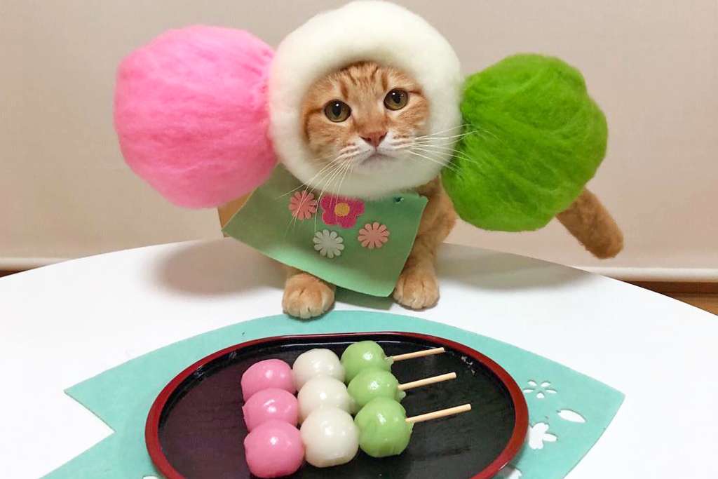 【貓 可愛】日本可愛貓貓百變造型收服貓奴心！　Meow Meow扮壽司師傅／日式糰子／天婦羅／鯛魚燒