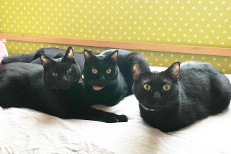 【日本動物cafe】日本首間黑貓收容所咖啡店　多隻神秘又可愛貓貓