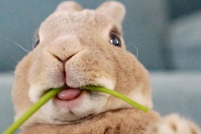 【兔仔寵物】日本主人為可愛寵物影靚相　為食兔仔成蔬菜代言人！