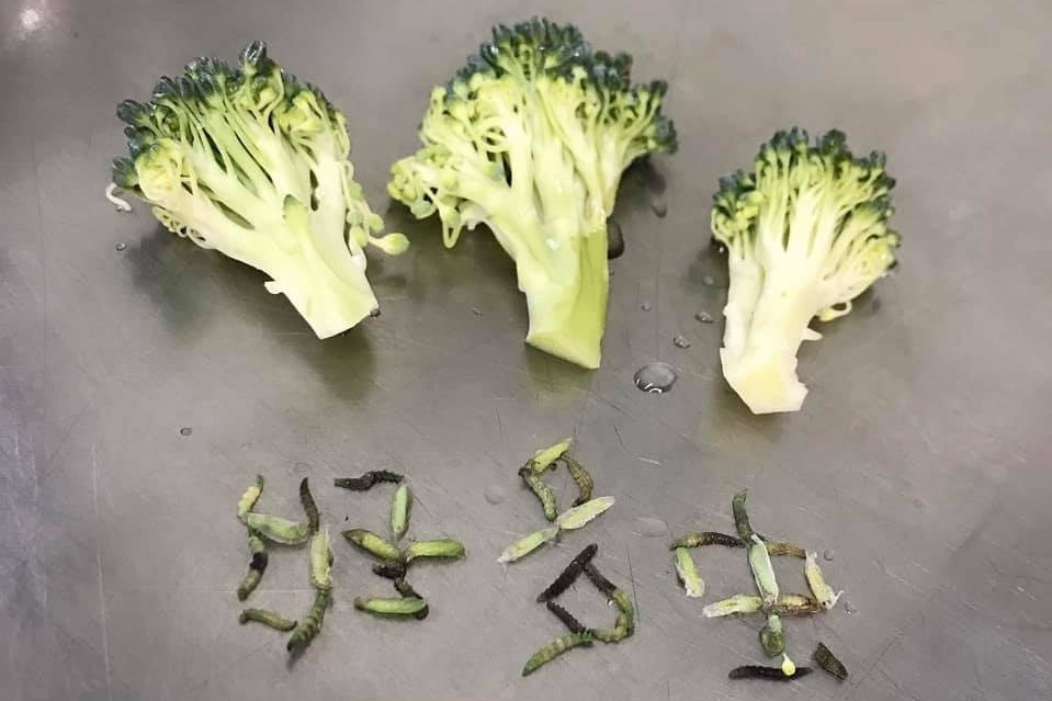【洗蔬果】一棵西蘭花驚見35條菜蟲！教你正確清洗蔬菜方法去除農藥菜蟲